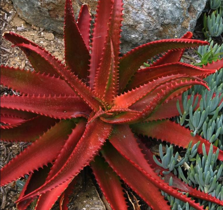 Red Aloe vera